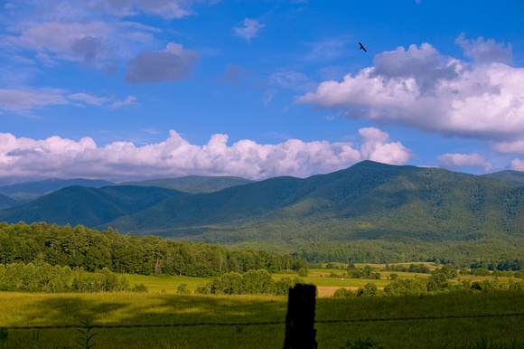 I love this image from Cades Cove, taken really quickly out car window!
