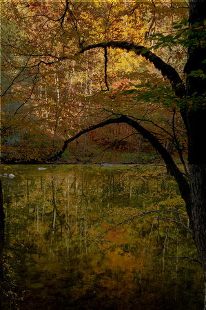 Mesmerizing  Weeping Reflection - Soft reflection approximating a water color reflection of fall color.